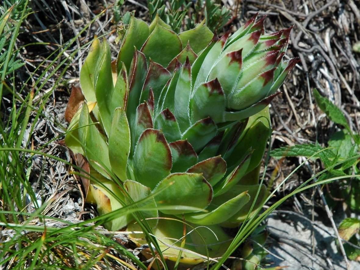 Sempervivum tectorum